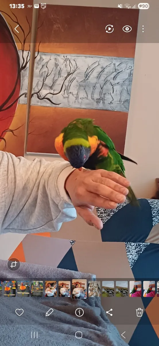 Rainbow lorikeet - Image 2