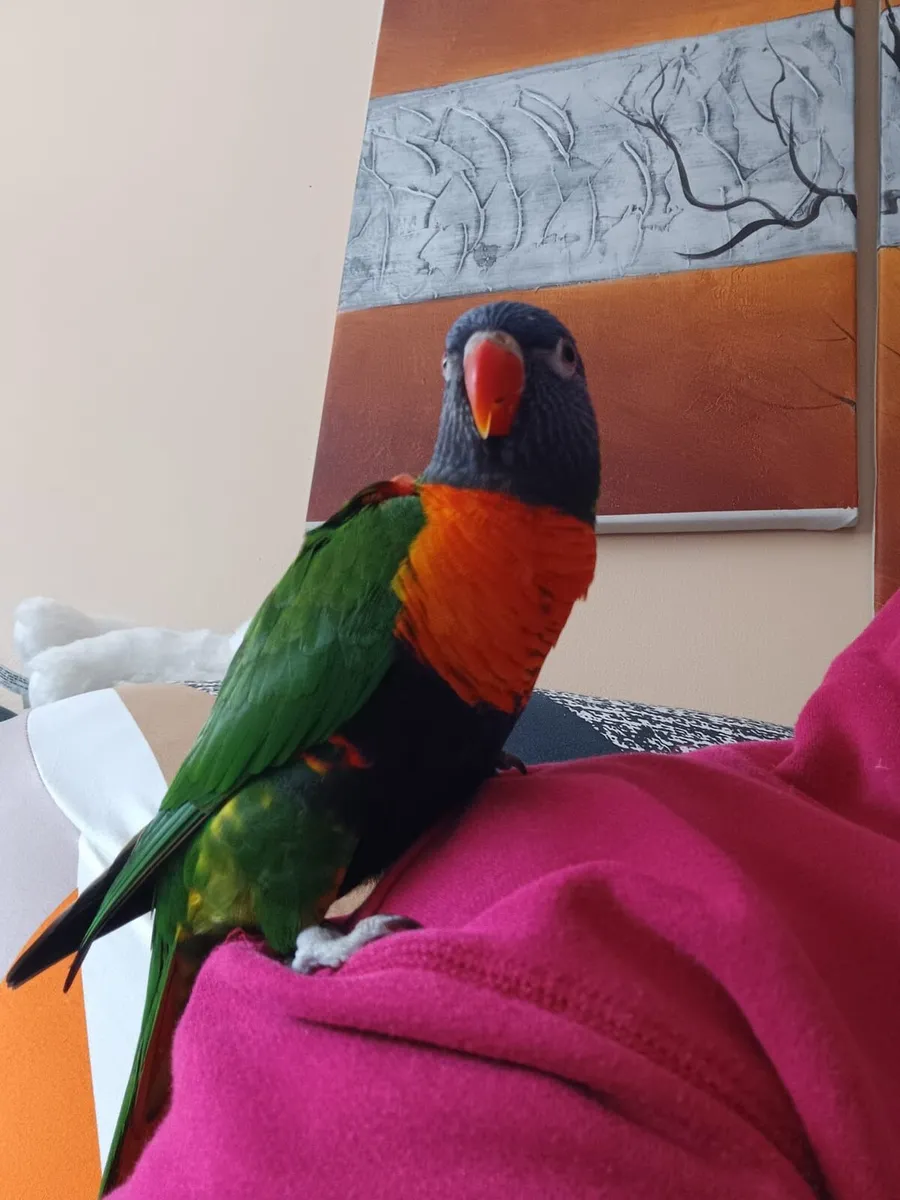 Rainbow lorikeet - Image 3