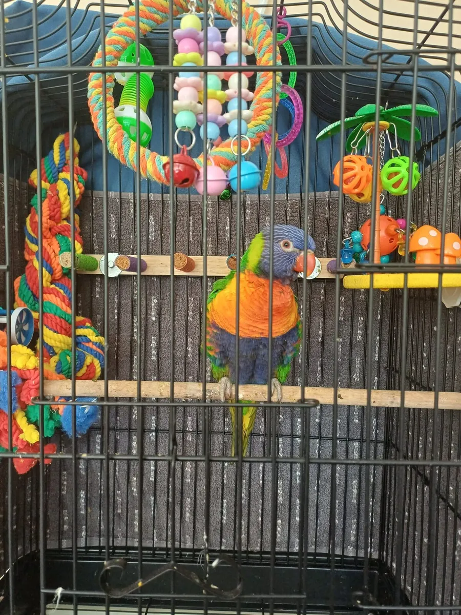 Rainbow lorikeet - Image 4