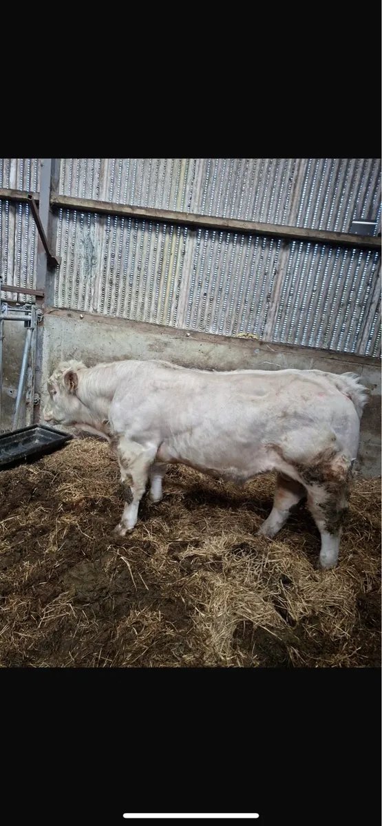 Charolais bull - Image 1