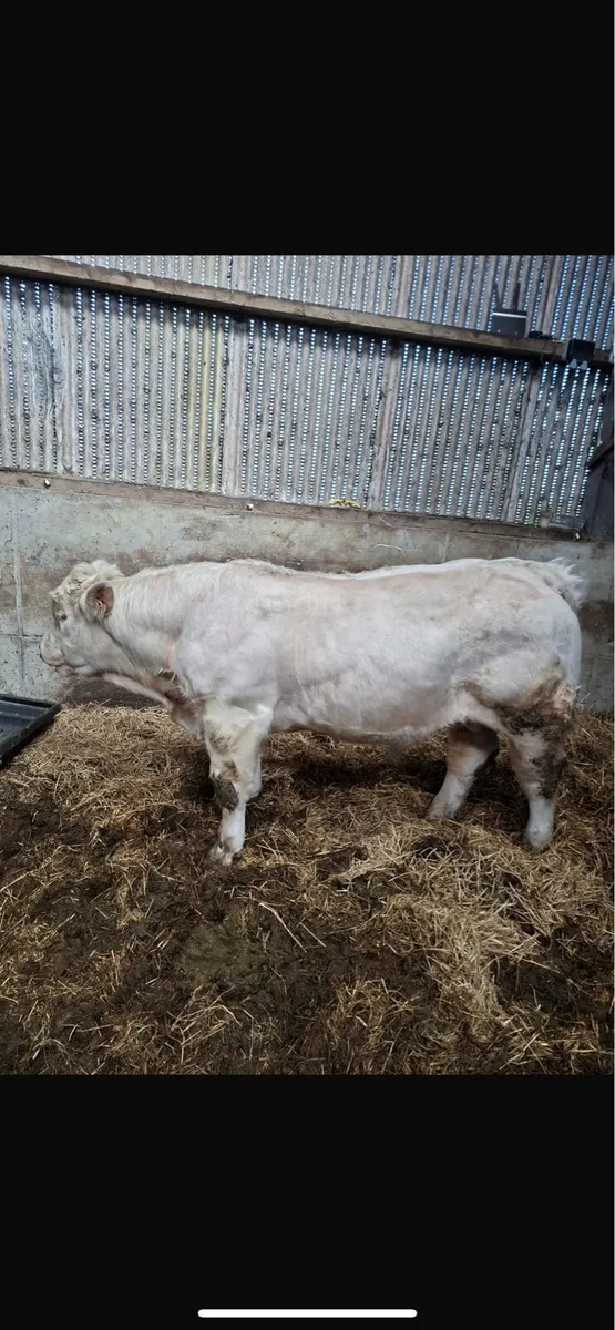 Charolais bull - Image 2
