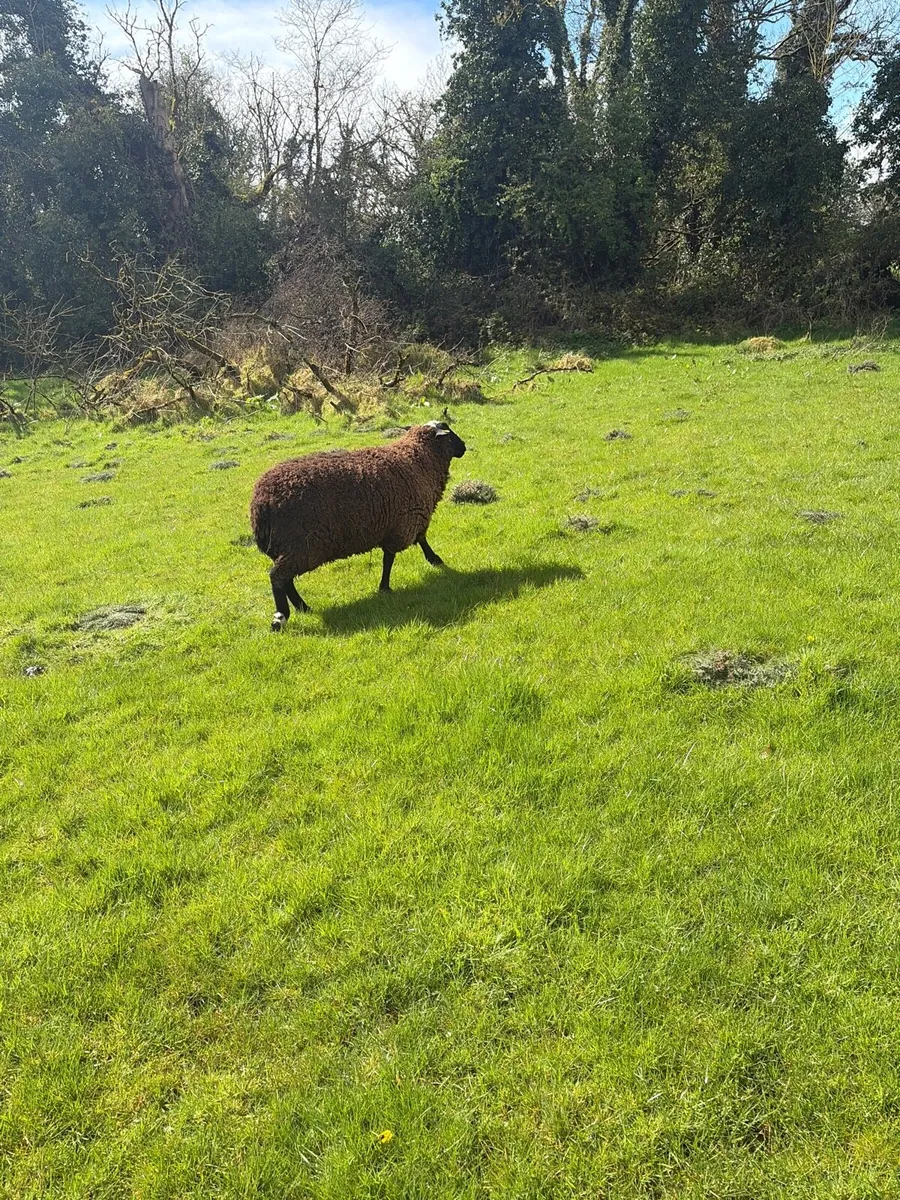 Purebred Zwartbles Ram - Image 3