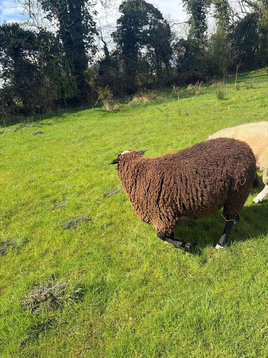 Purebred Zwartbles Ram - Image 4
