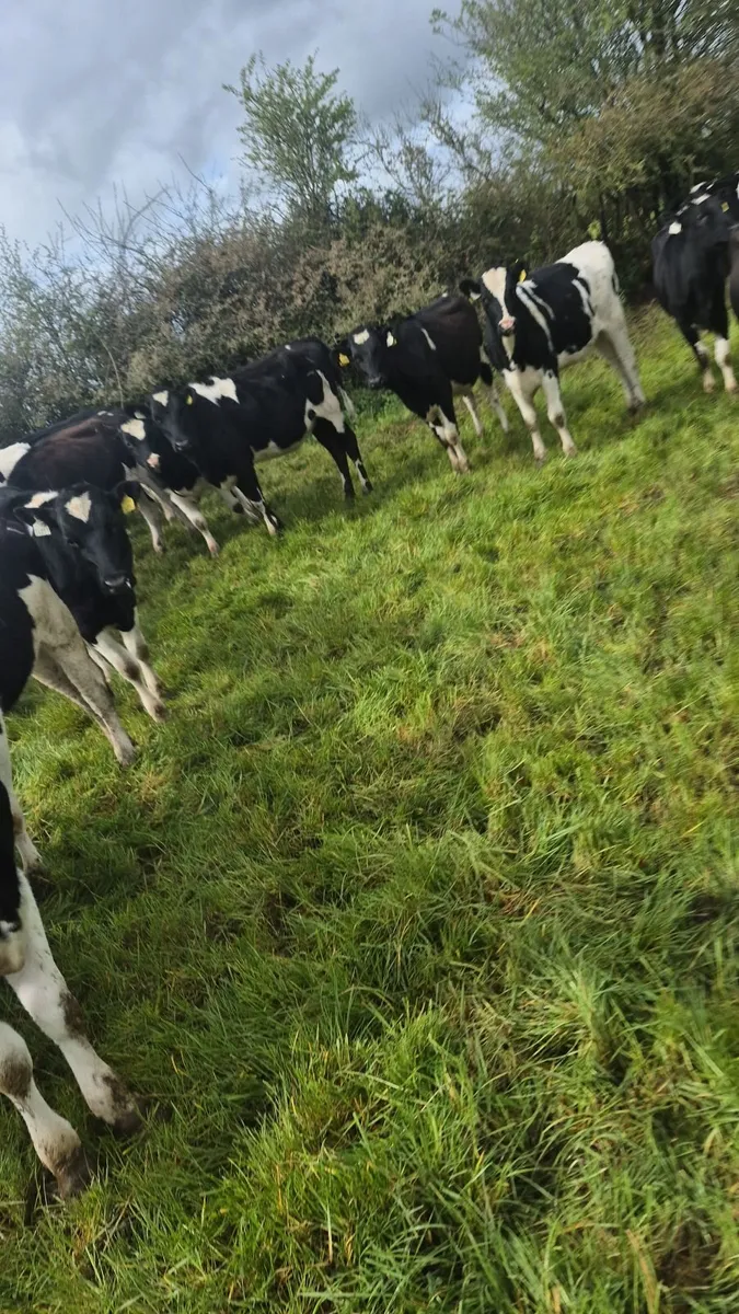 Freisan maiden heifers - Image 1