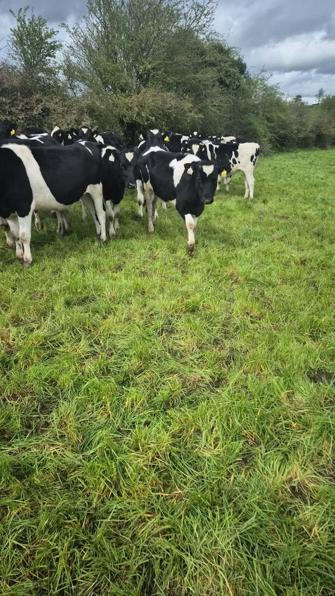 Freisan maiden heifers - Image 2
