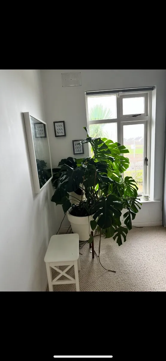 Two Large Healthy Monstera Plants - Image 2