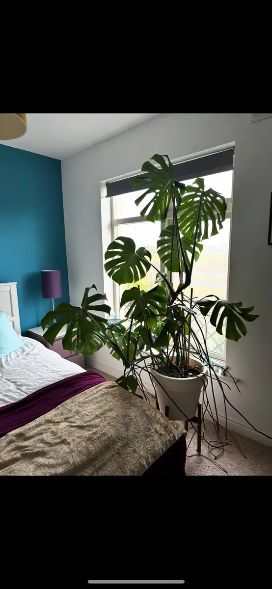 Two Large Healthy Monstera Plants - Image 1