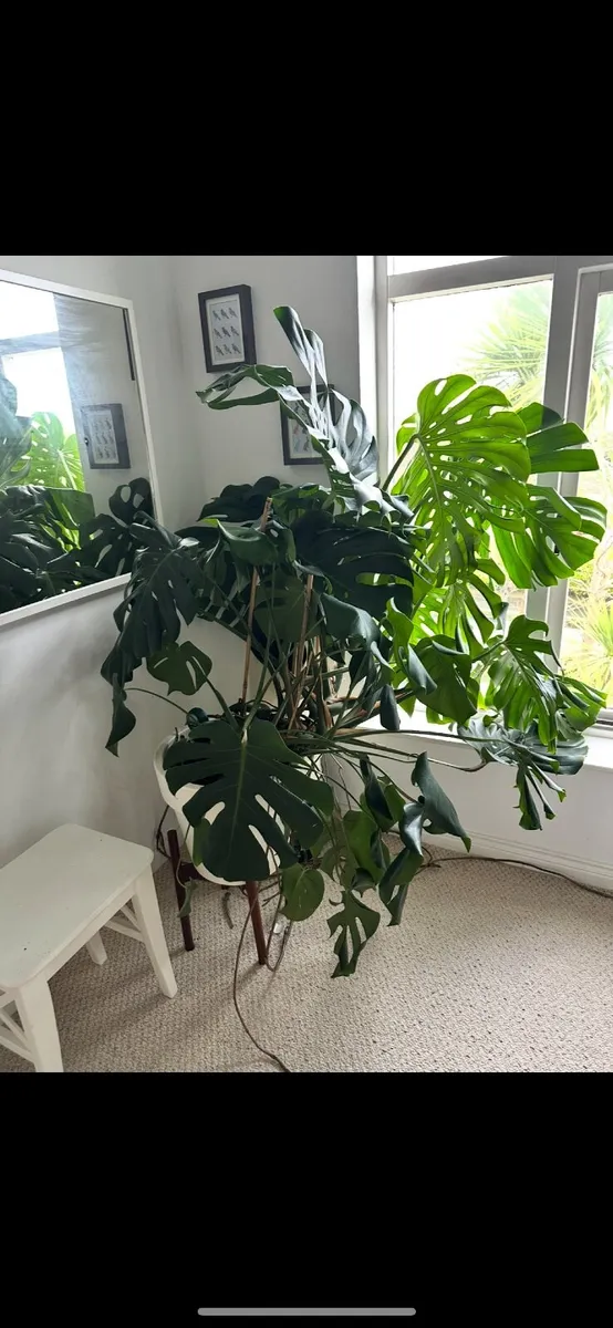 Two Large Healthy Monstera Plants - Image 3