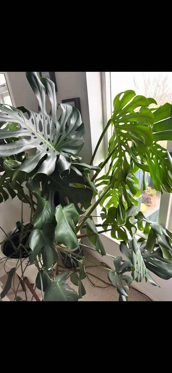 Two Large Healthy Monstera Plants - Image 4