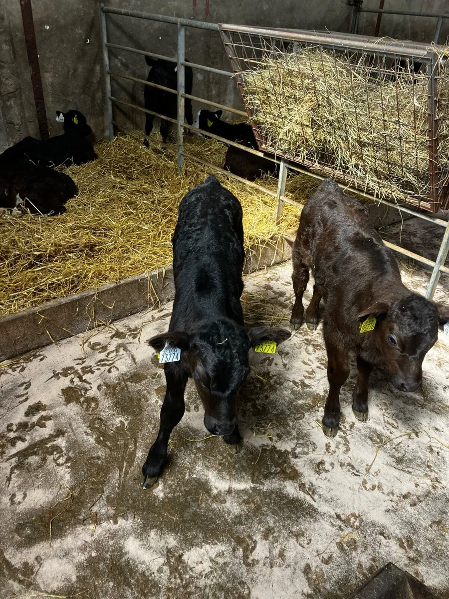 Angus and Hereford calves - Image 1