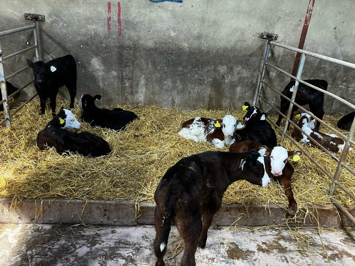 Angus and Hereford calves - Image 2