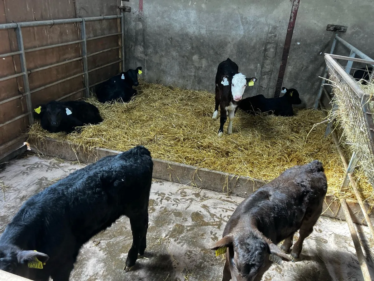 Angus and Hereford calves - Image 4