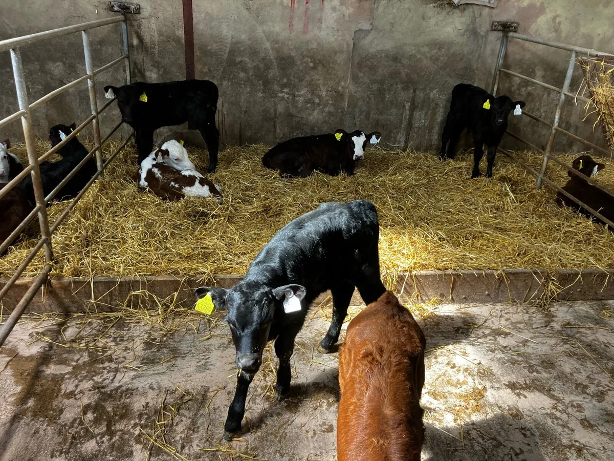 Angus and Hereford calves - Image 3