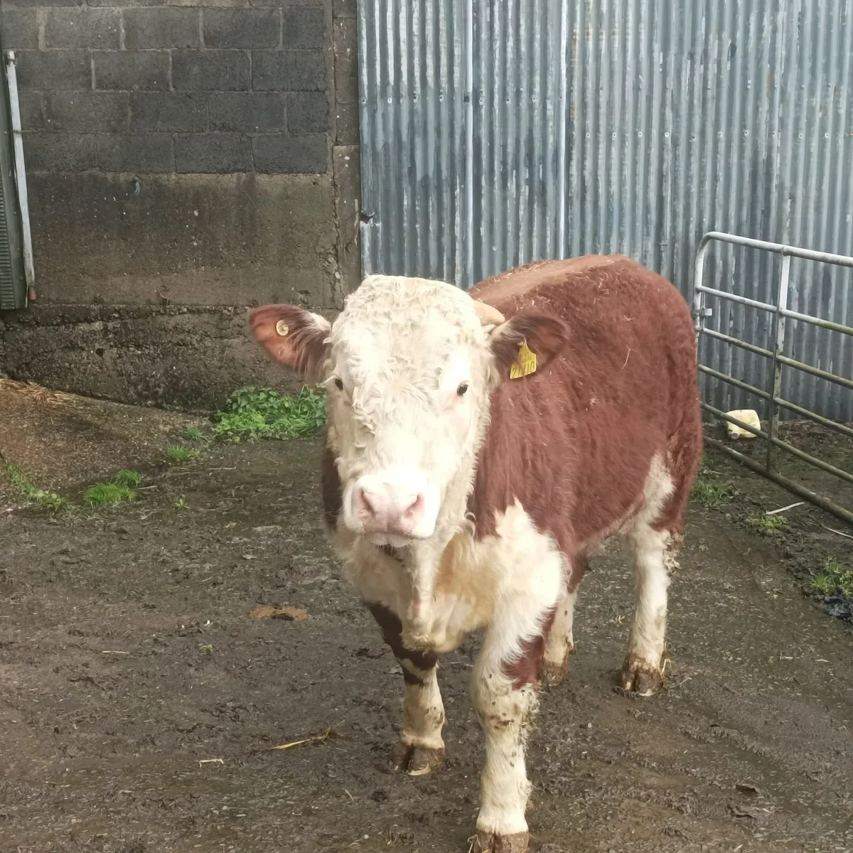 Ballyrahan Hereford - Image 2