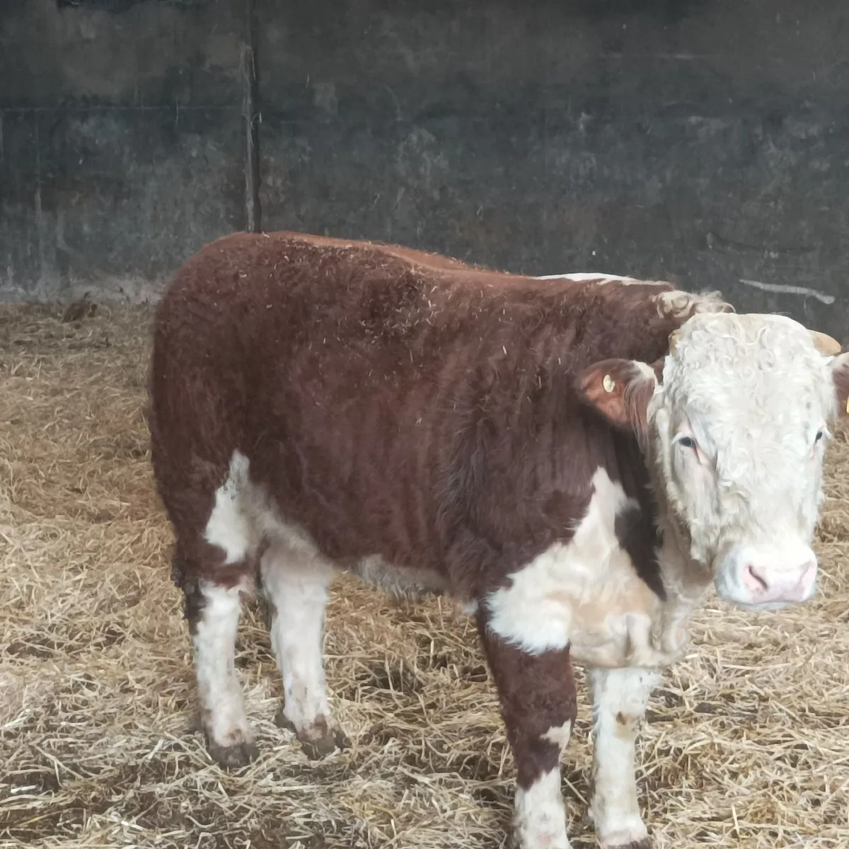 Ballyrahan Hereford - Image 3