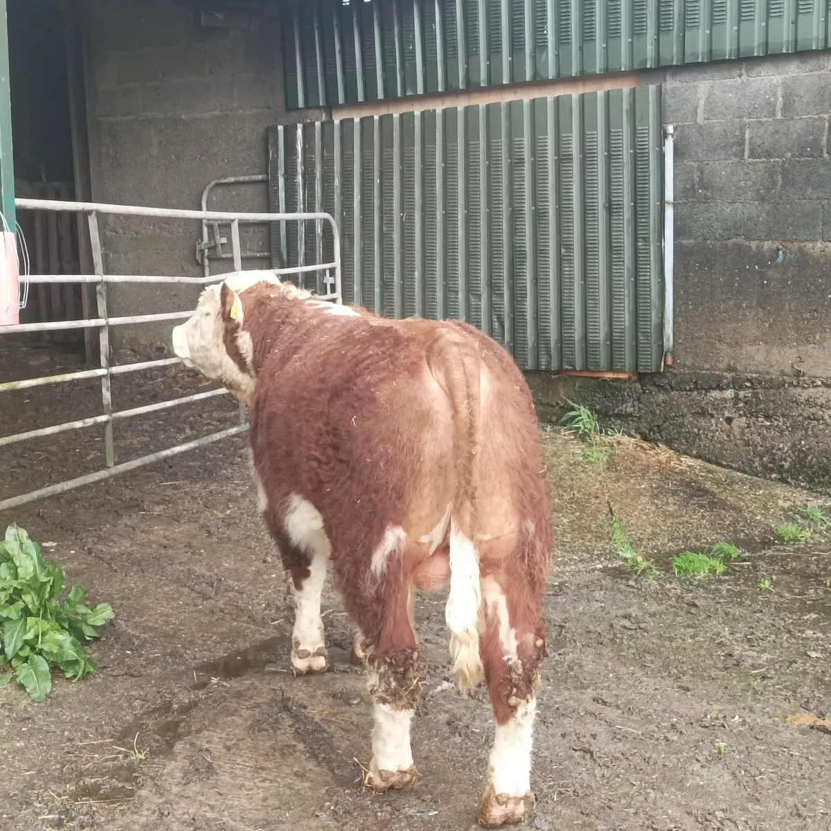 Ballyrahan Hereford - Image 4