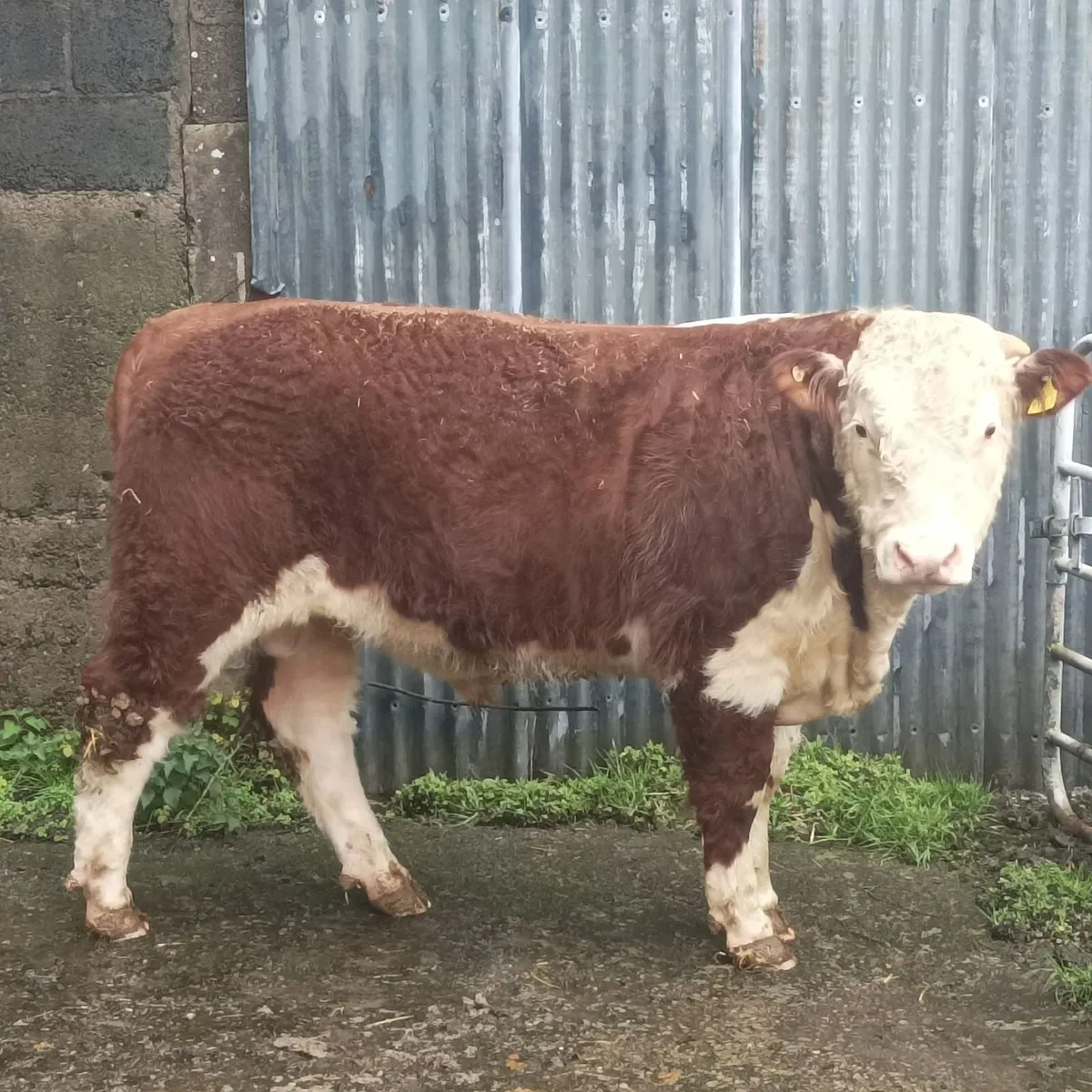 Ballyrahan Hereford - Image 1