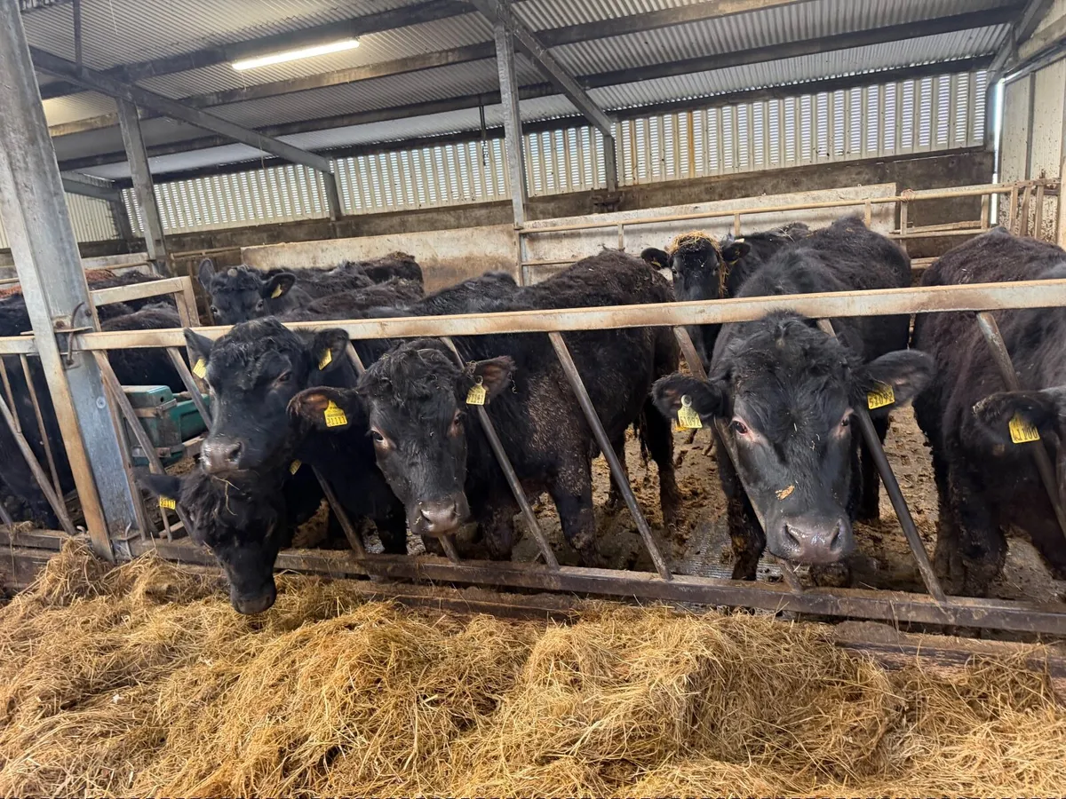 Organic AAX bullocks - Image 4