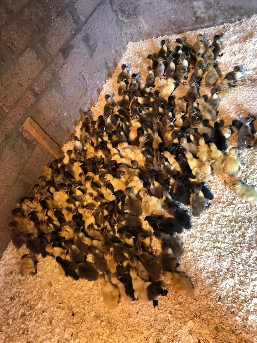 Ducklings - Image 1
