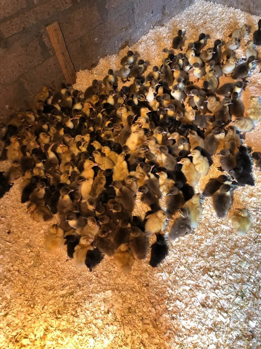 Ducklings - Image 2