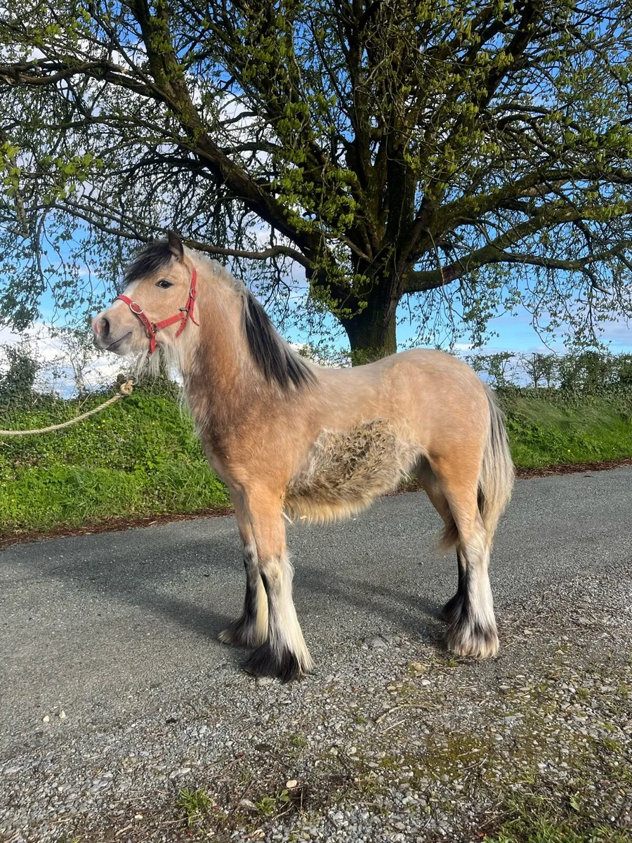 Golden dun, Colt 10 months old - Image 2