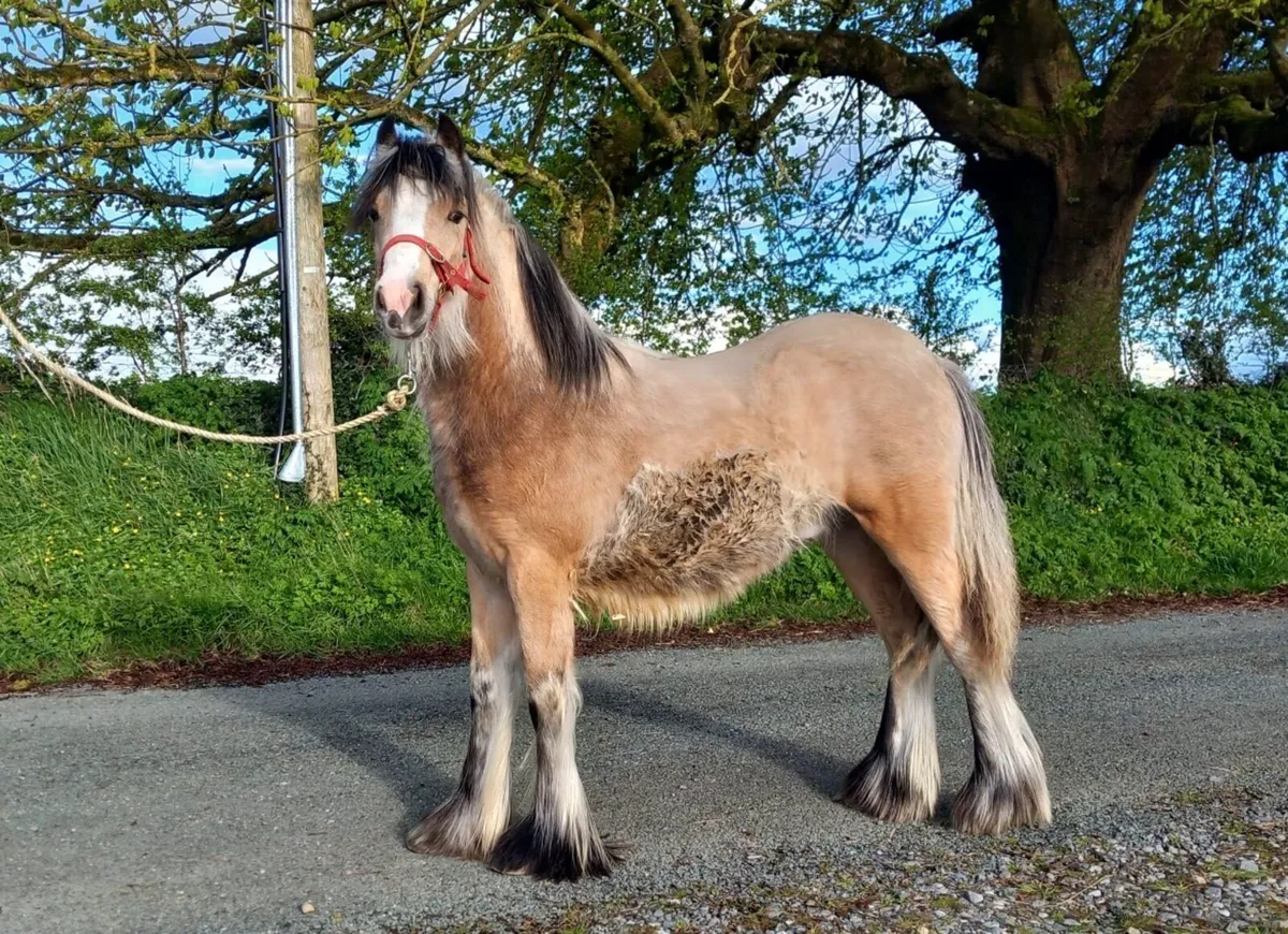 Golden dun, Colt 10 months old - Image 1