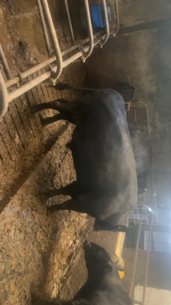 Wagyu bulls - Image 3