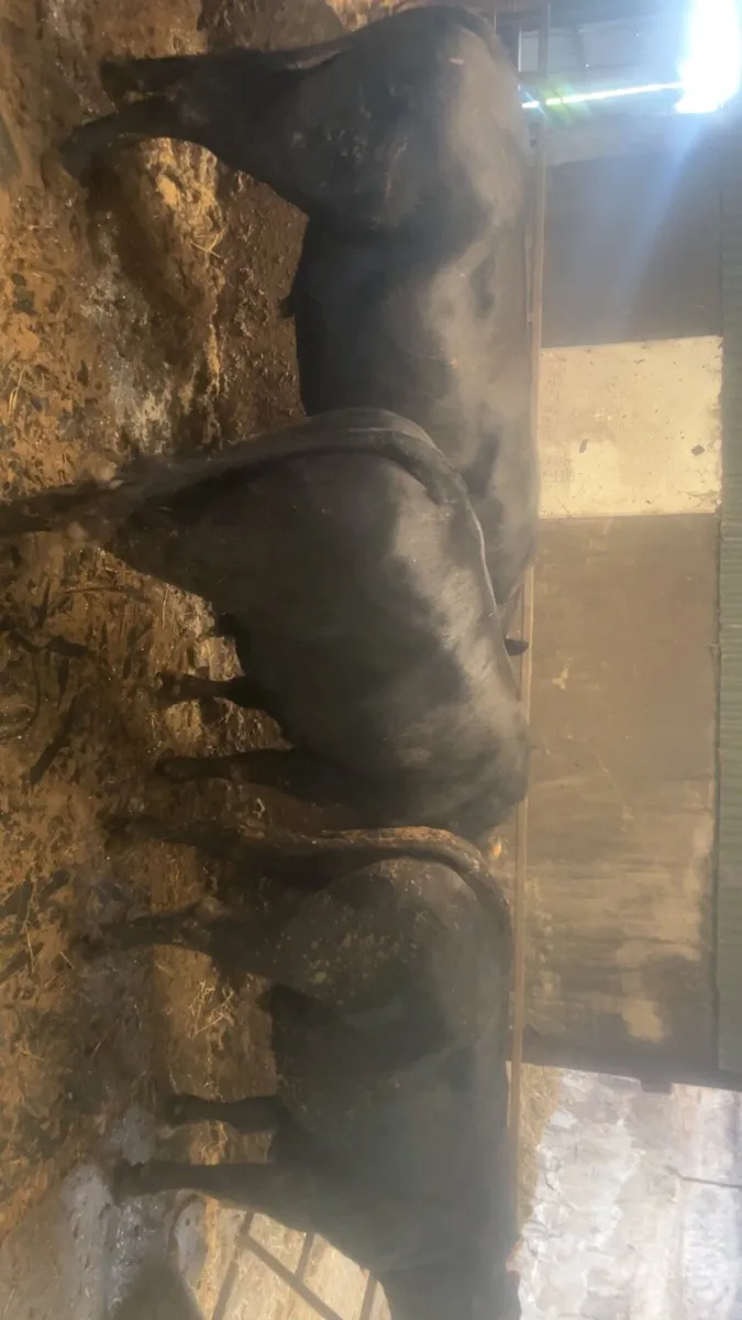 Wagyu bulls - Image 4