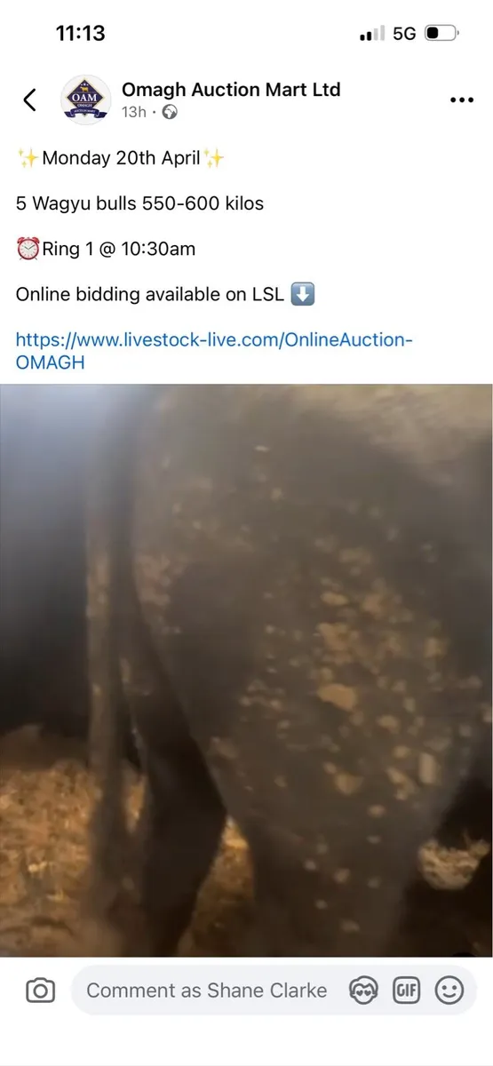 Wagyu bulls - Image 2