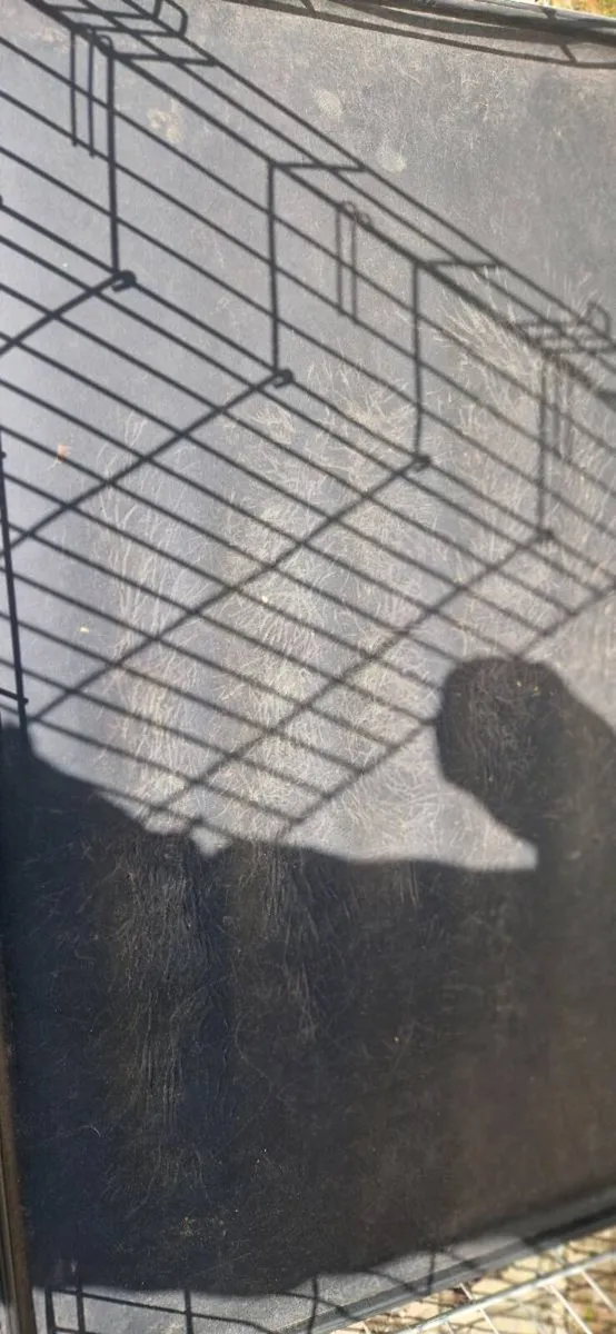 Savic 2 door dog crate - Image 3