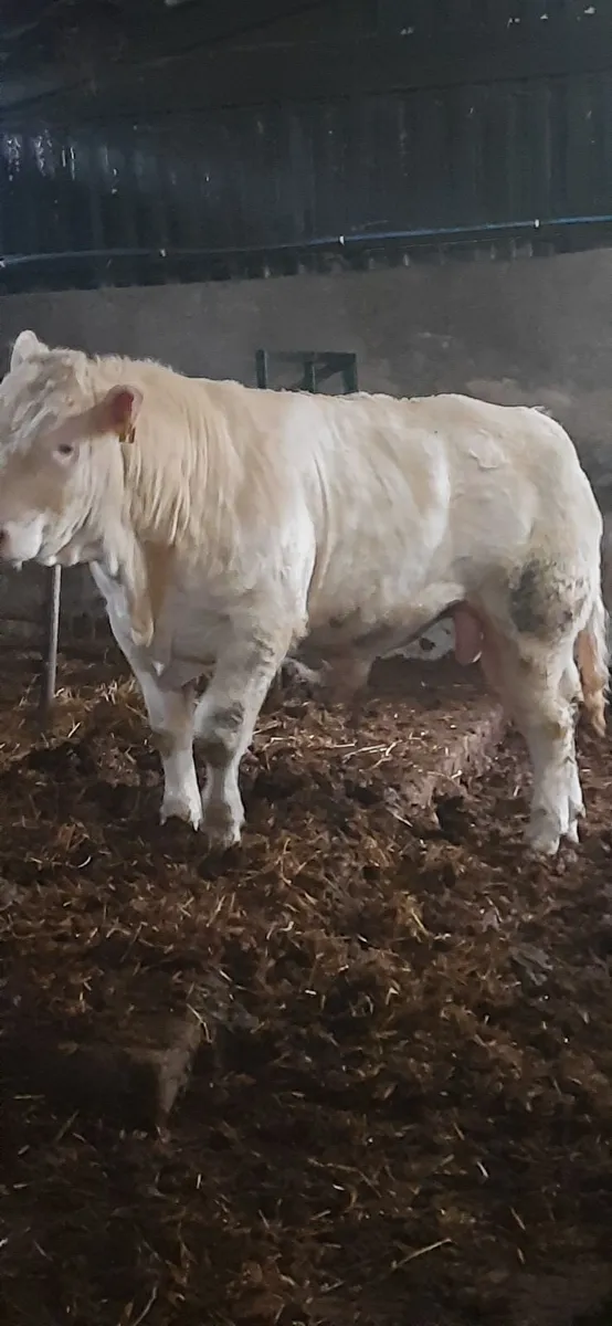 Pedigree Charolais Bull - Image 2