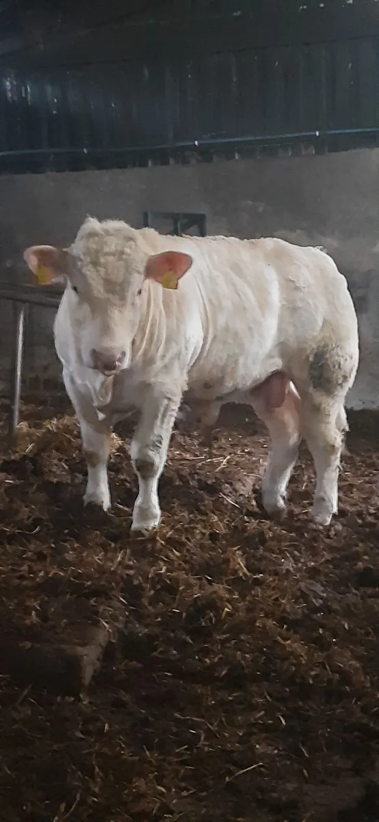Pedigree Charolais Bull - Image 1