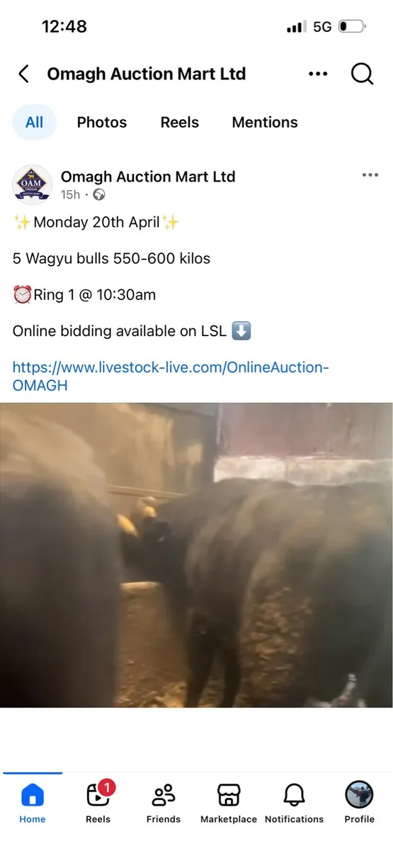 Wagyu bulls - Image 1