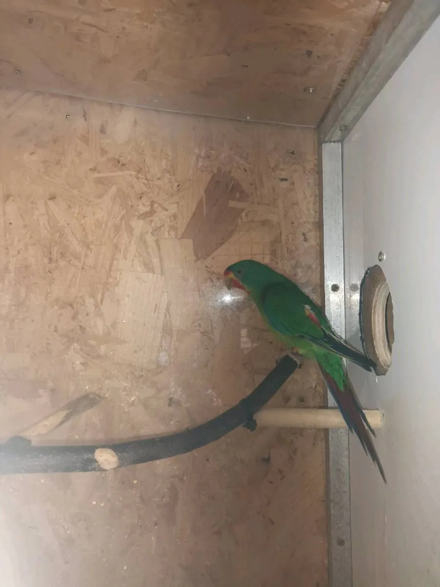 Swift parrots - Image 1