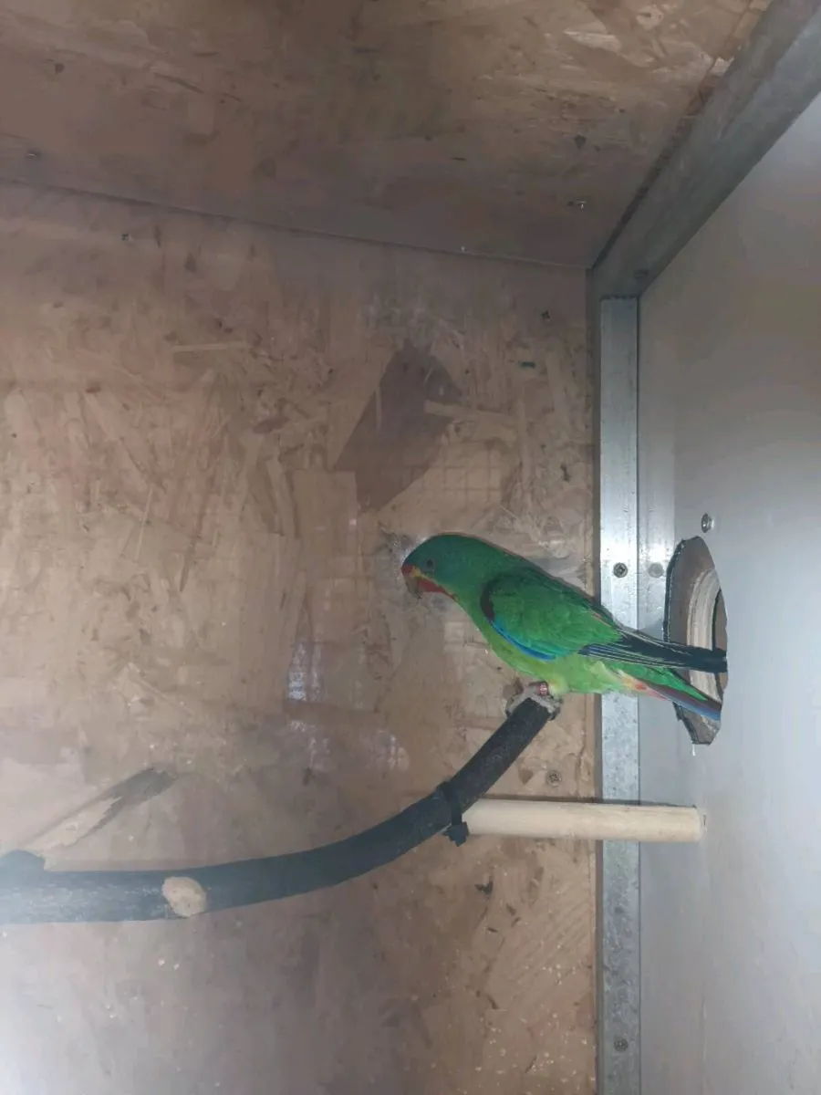 Swift parrots - Image 2