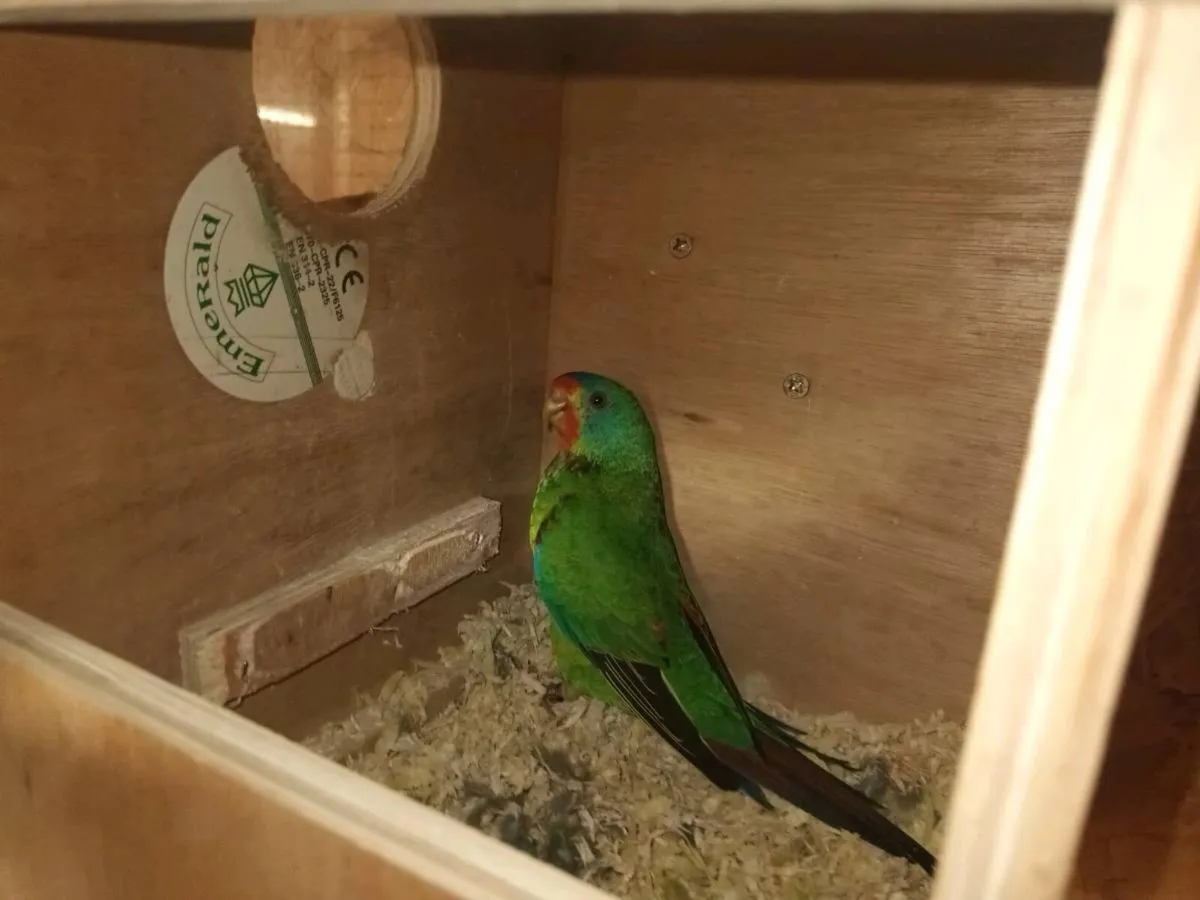 Swift parrots - Image 3