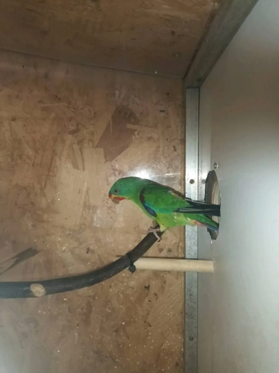 Swift parrots - Image 4