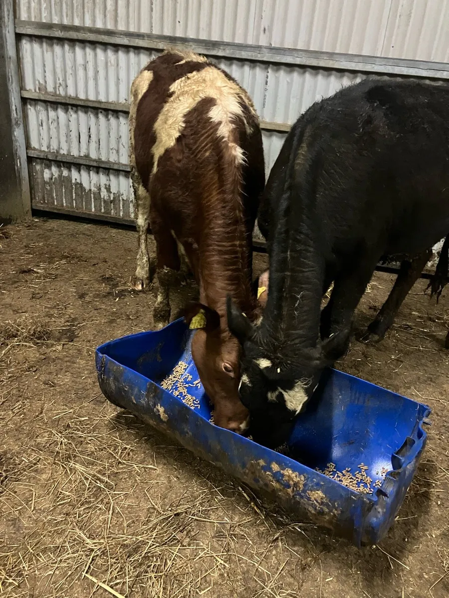 🌟 5 star heifers 🌟 - Image 1