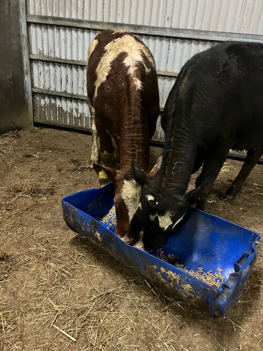 🌟 5 star heifers 🌟 - Image 2