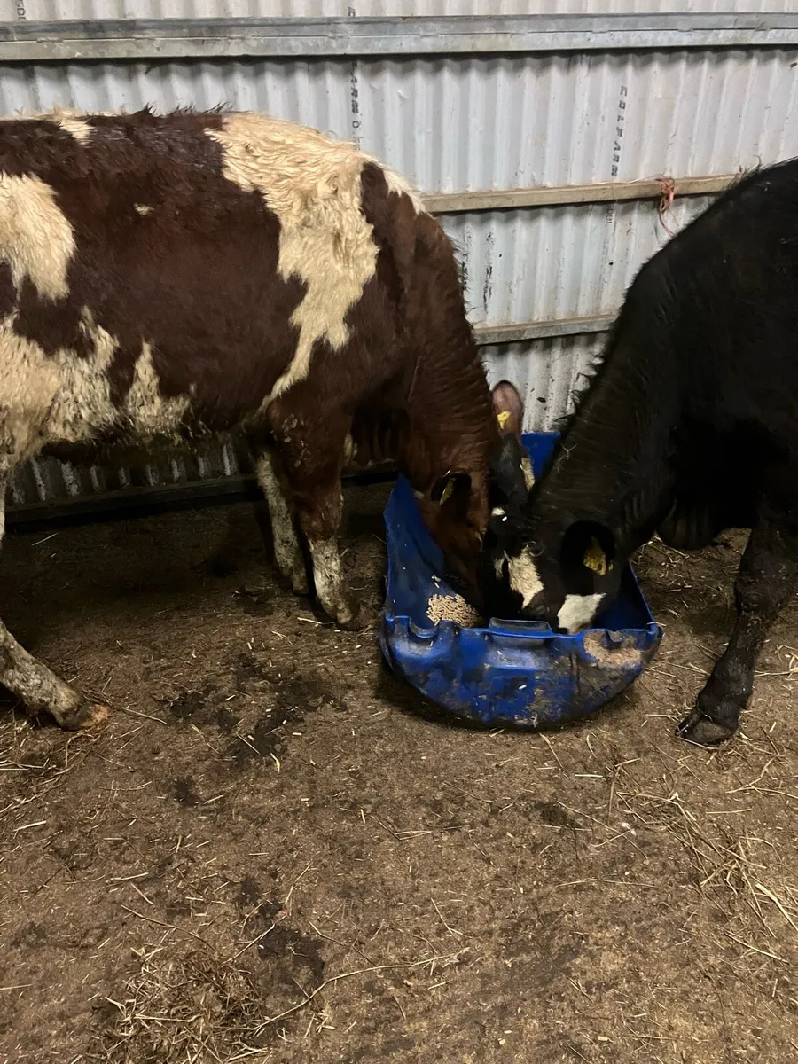 🌟 5 star heifers 🌟 - Image 3