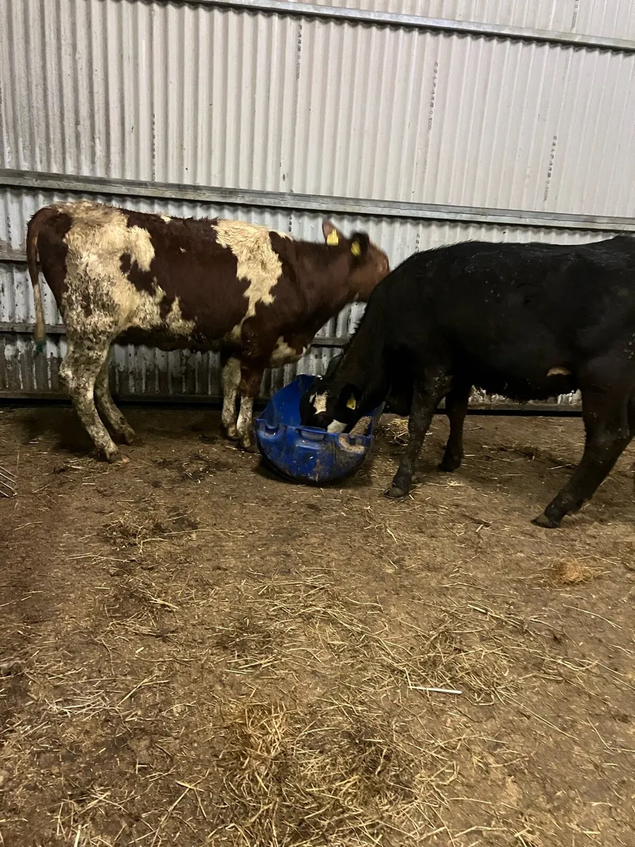 🌟 5 star heifers 🌟 - Image 4