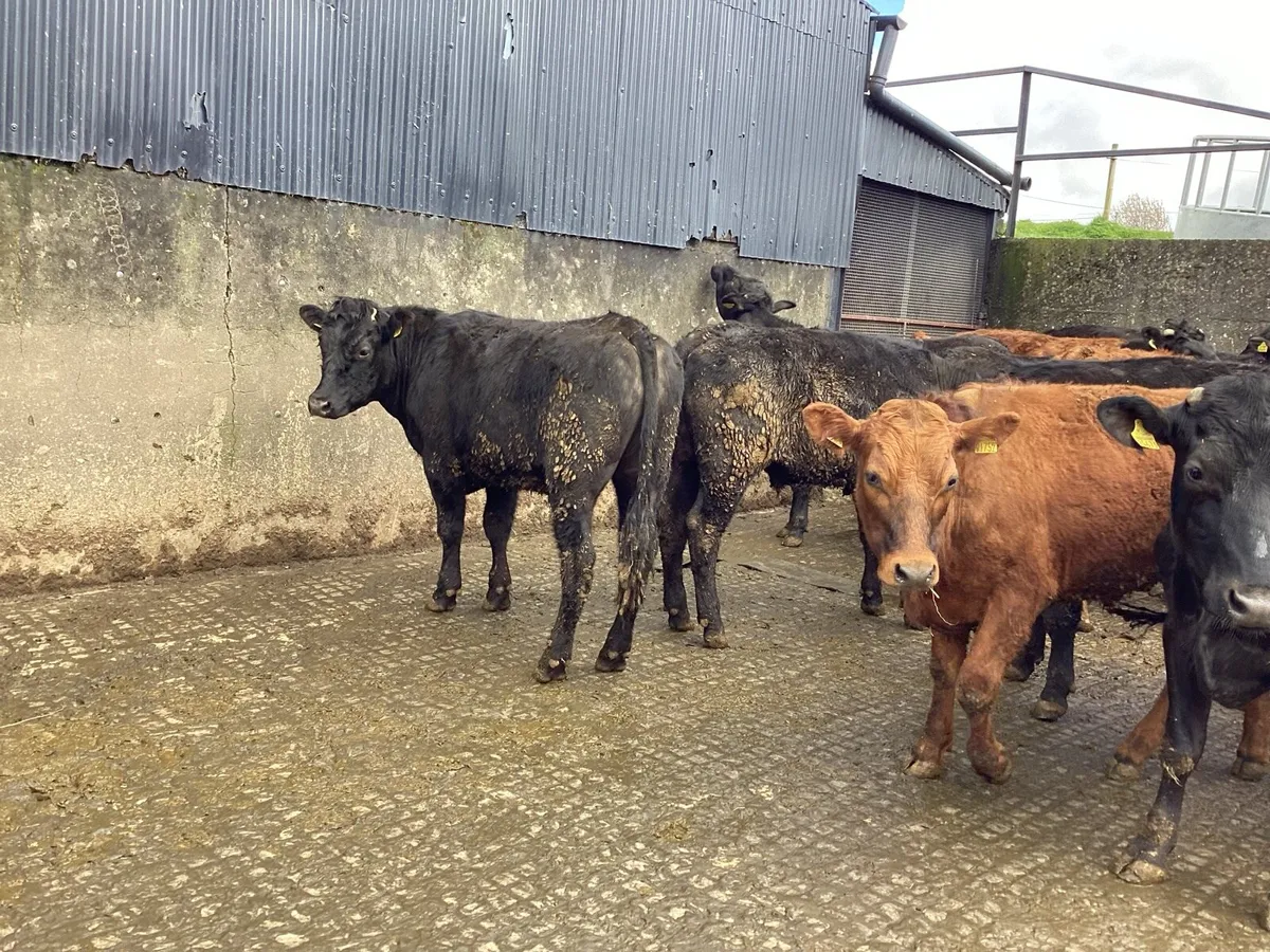 20 AAX bullocks - Image 2