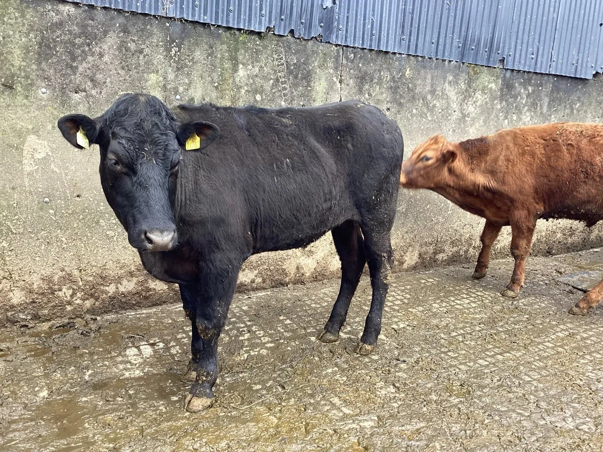 20 AAX bullocks - Image 3