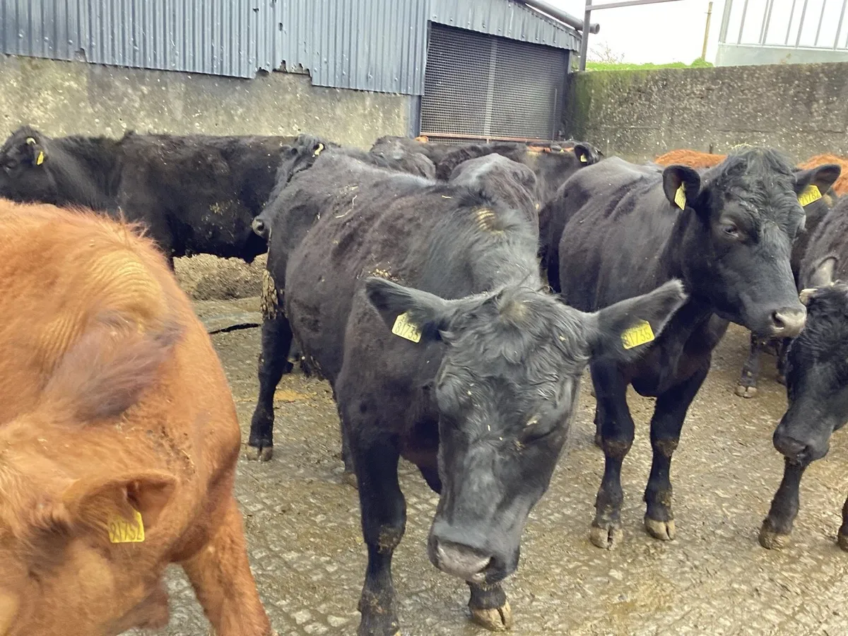 20 AAX bullocks - Image 4