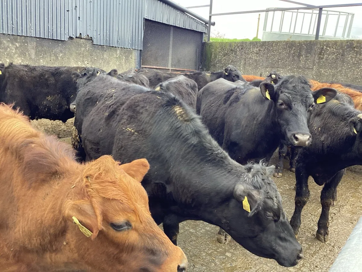 20 AAX bullocks - Image 1