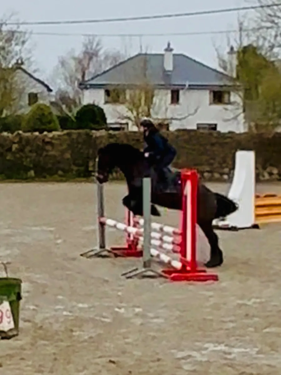 Lovely 15.1 9 yr old  allrounder - Image 1