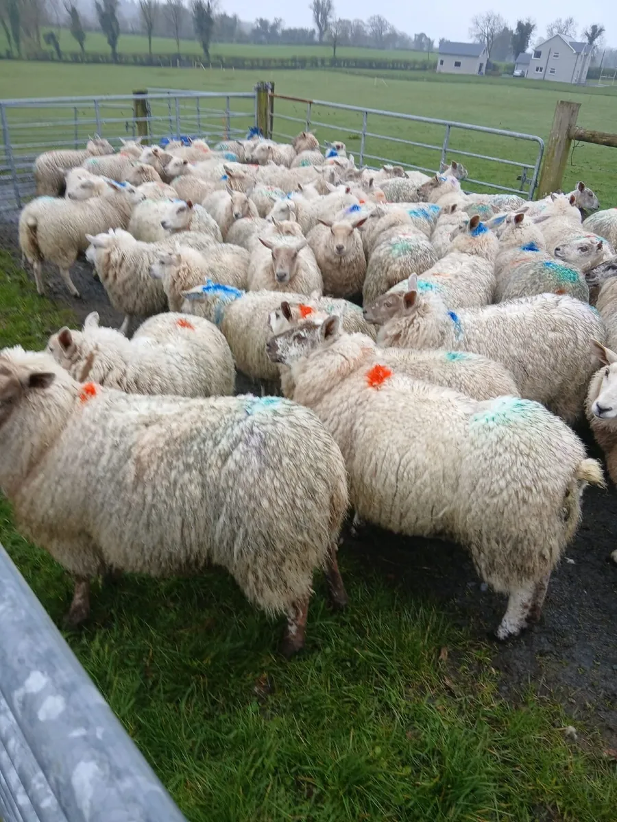 Sheep - Image 1
