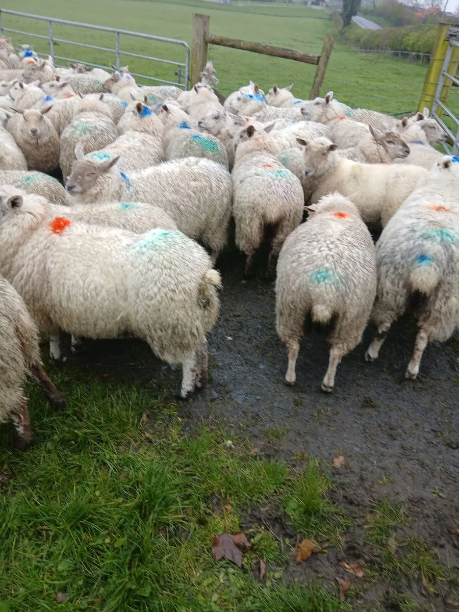 Sheep - Image 3