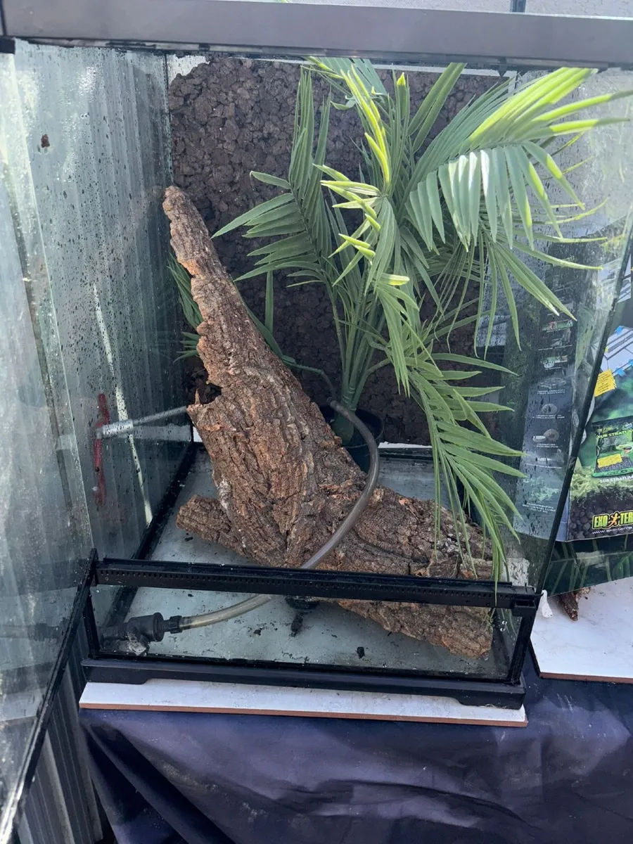 Reptile vivs - Image 2