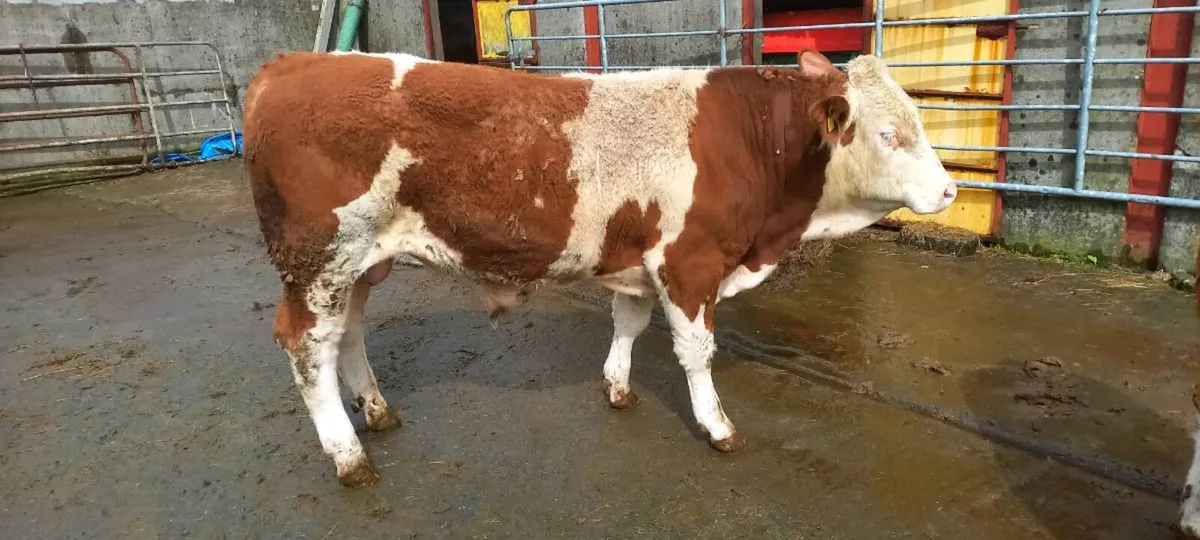 PBR Simmental bulls - Image 2